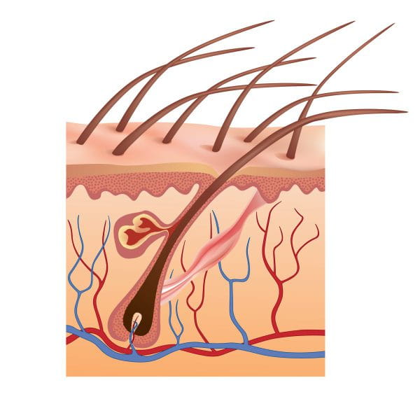 Human,Skin,And,Hair,Structure.,Vector,Illustration. Human,Skin,And,Hair,Structure.,Vector,Illustration.