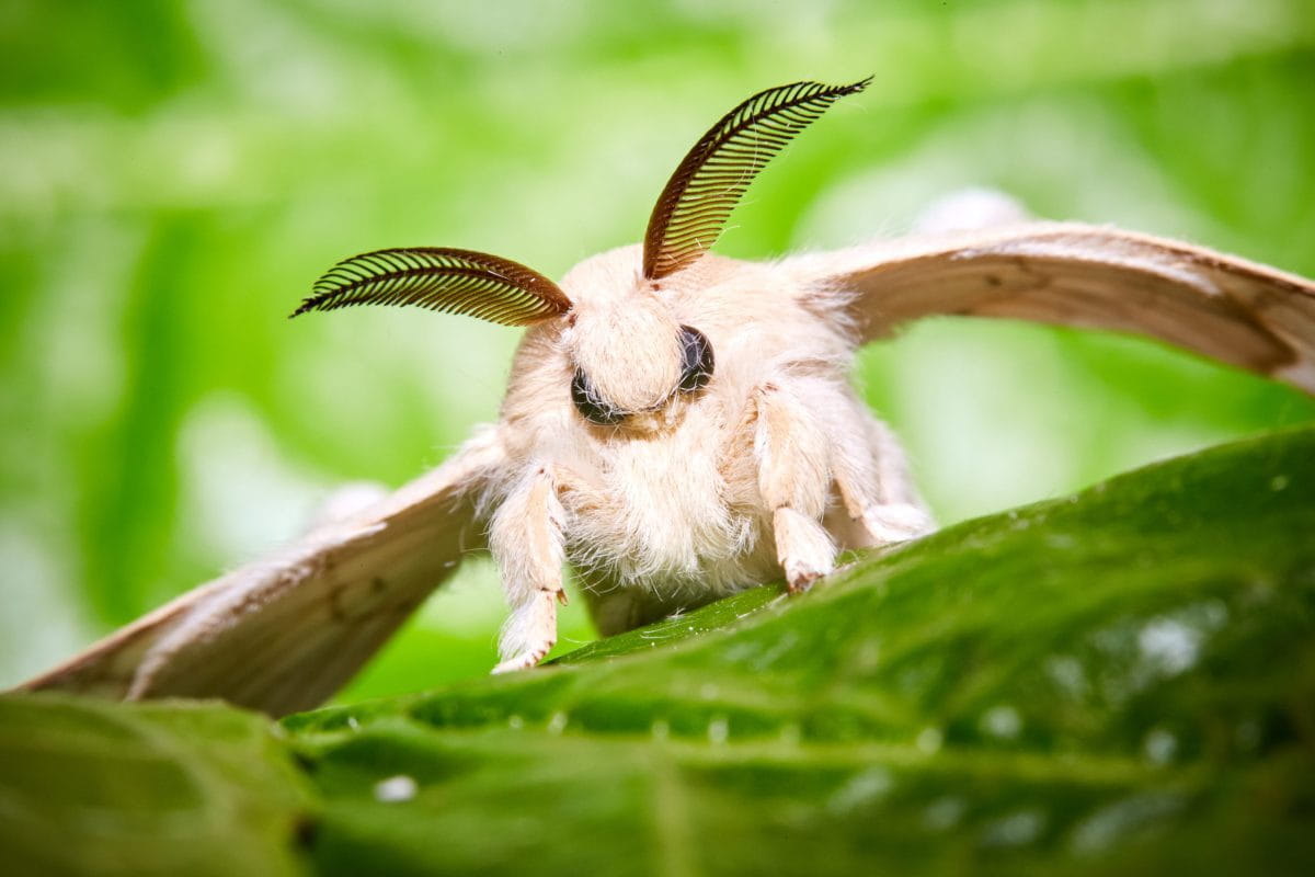 A,Moth,Of,A,Silkworm.,Bombyx,Mori.,Macro,,Close,Up. A,Moth,Of,A,Silkworm.,Bombyx,Mori.,Macro,,Close,Up.